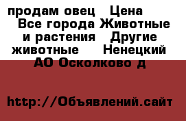  продам овец › Цена ­ 100 - Все города Животные и растения » Другие животные   . Ненецкий АО,Осколково д.